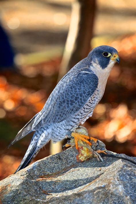 The Carolina Raptor Center is a non-profit organization in Mecklenburg County that provides the rehabilitation of birds of prey in their Raptor Hospital. They also have a walking trail and ...
